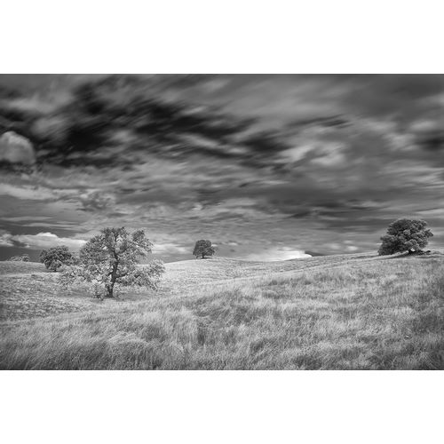 Sederquist, Betty 아티스트의 Infrared image of clouds-grasslands and oak trees in Amador County작품입니다.